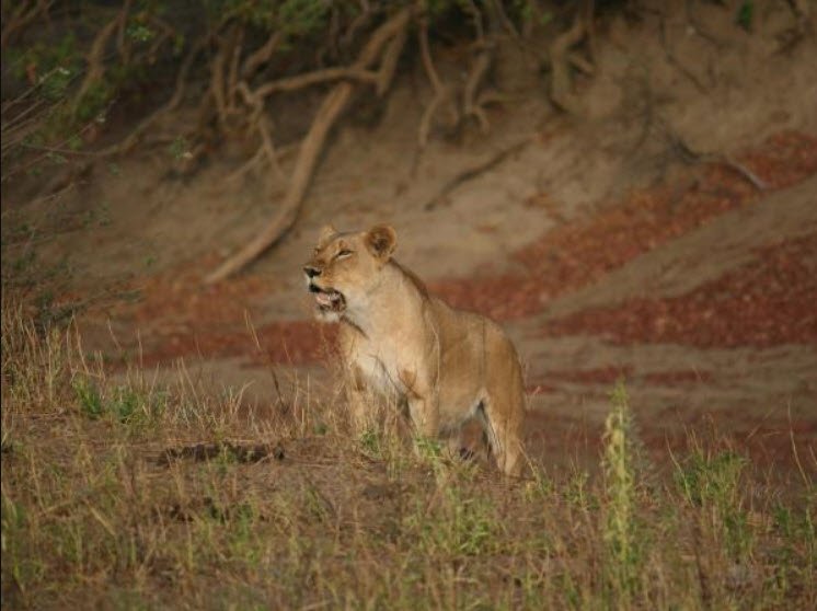 Zakouma National Park